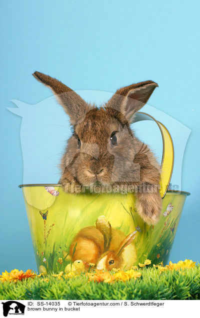 braunes Kaninchen in Eimer / brown bunny in bucket / SS-14035