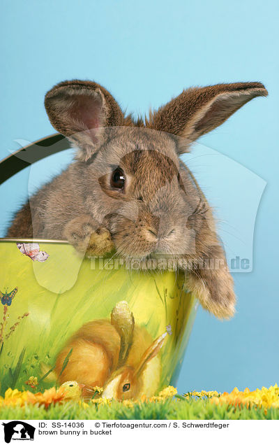 braunes Kaninchen in Eimer / brown bunny in bucket / SS-14036