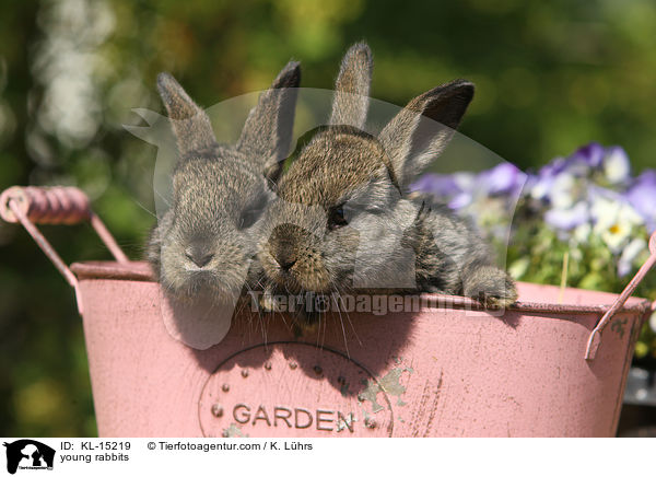 young rabbits / KL-15219