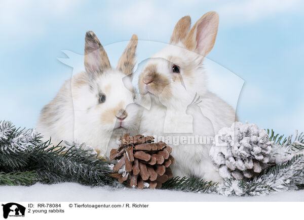 2 junge Kaninchen / 2 young rabbits / RR-78084