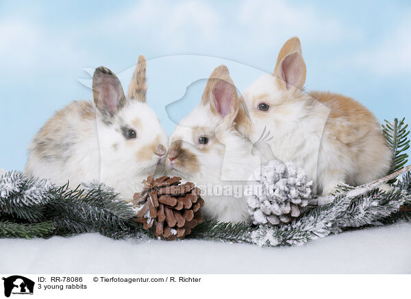 3 junge Kaninchen / 3 young rabbits / RR-78086