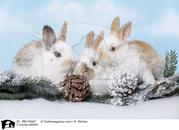 3 junge Kaninchen / 3 young rabbits / RR-78087