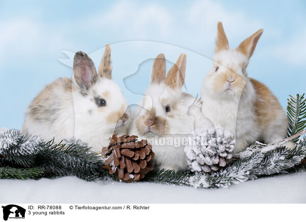 3 junge Kaninchen / 3 young rabbits / RR-78088