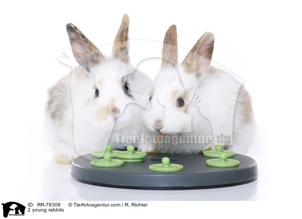 2 young rabbits / RR-78306