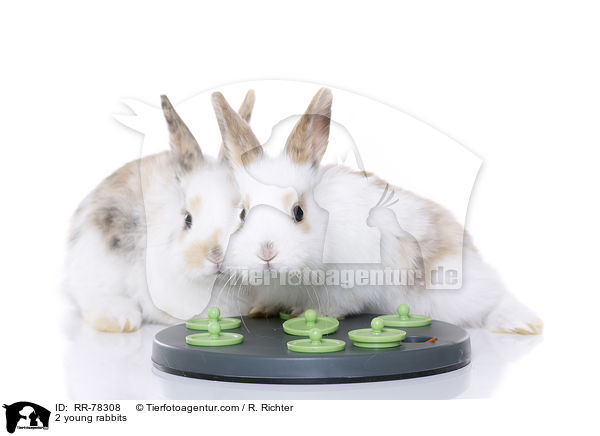 2 young rabbits / RR-78308