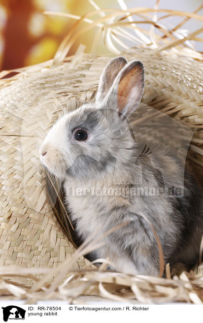 junges Kaninchen / young rabbit / RR-78504