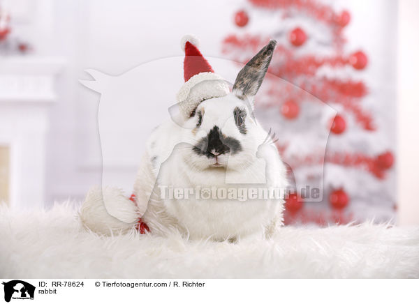Kaninchen / rabbit / RR-78624