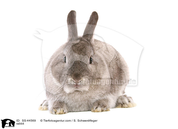 Kaninchen / rabbit / SS-44569