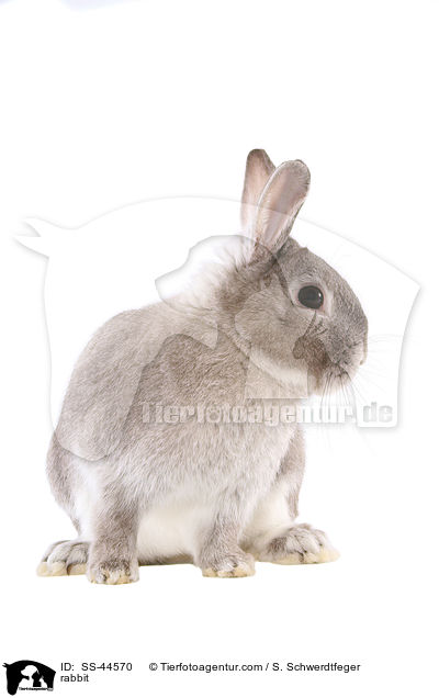 Kaninchen / rabbit / SS-44570