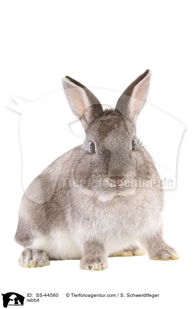 Kaninchen / rabbit / SS-44580