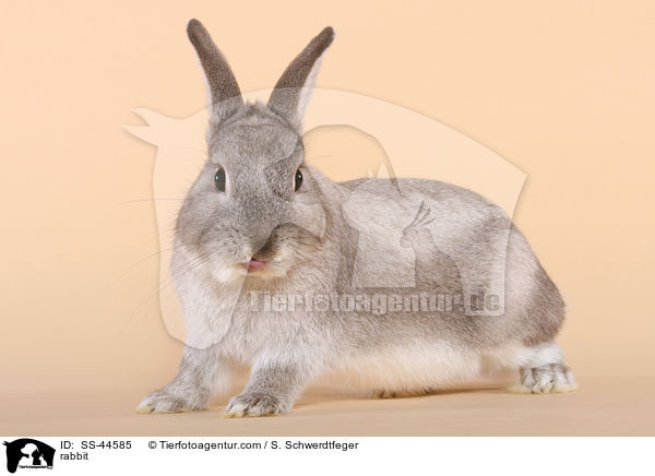 Kaninchen / rabbit / SS-44585