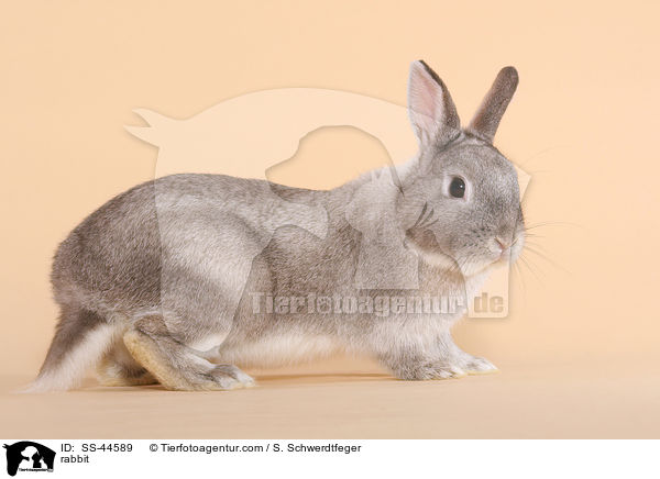 Kaninchen / rabbit / SS-44589