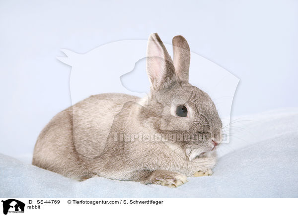 Kaninchen / rabbit / SS-44769