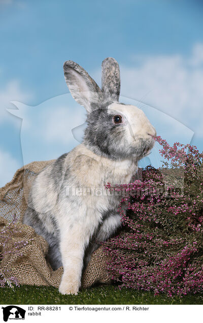 Kaninchen / rabbit / RR-88281