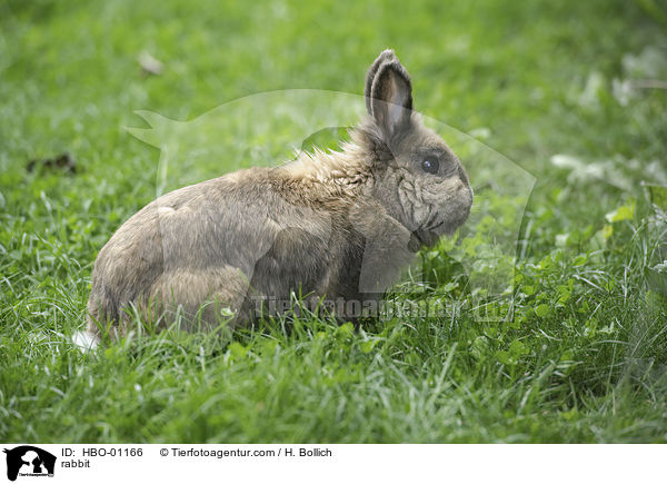 Kaninchen / rabbit / HBO-01166