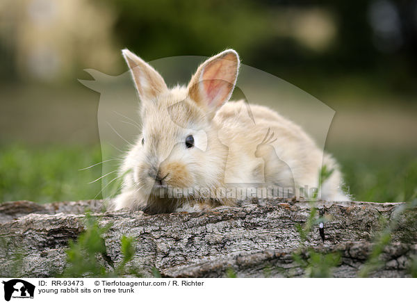 junges Kaninchen sitzt auf Baumstamm / young rabbit sits on tree trunk / RR-93473