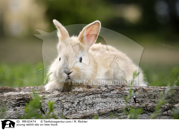 junges Kaninchen sitzt auf Baumstamm / young rabbit sits on tree trunk / RR-93474