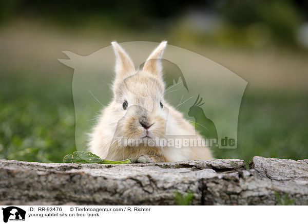 junges Kaninchen sitzt auf Baumstamm / young rabbit sits on tree trunk / RR-93476