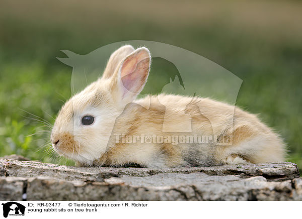 junges Kaninchen sitzt auf Baumstamm / young rabbit sits on tree trunk / RR-93477