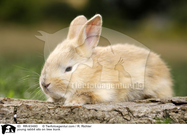 junges Kaninchen sitzt auf Baumstamm / young rabbit sits on tree trunk / RR-93480