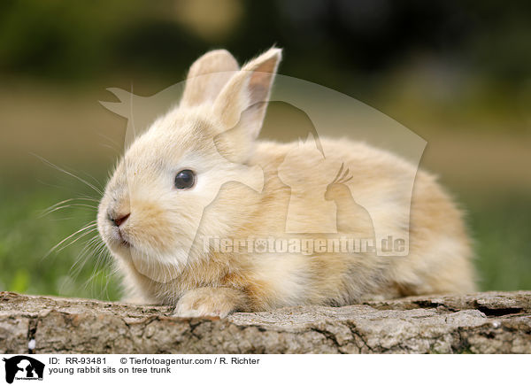 junges Kaninchen sitzt auf Baumstamm / young rabbit sits on tree trunk / RR-93481