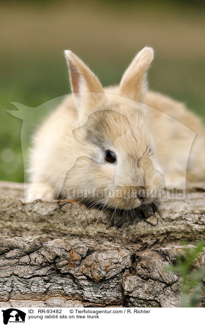 junges Kaninchen sitzt auf Baumstamm / young rabbit sits on tree trunk / RR-93482