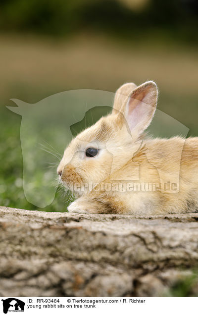 junges Kaninchen sitzt auf Baumstamm / young rabbit sits on tree trunk / RR-93484