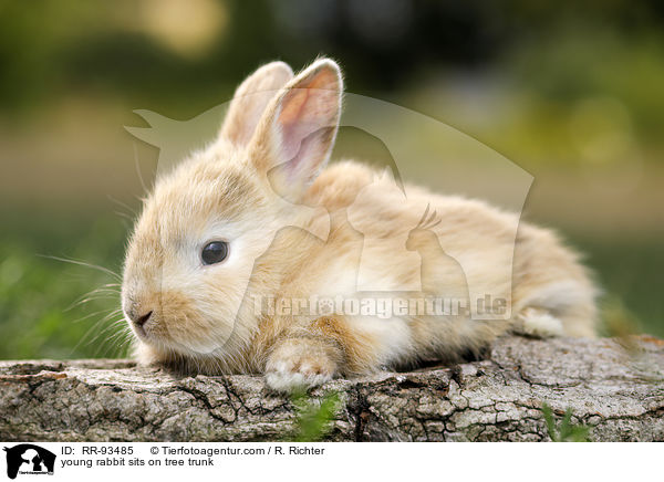junges Kaninchen sitzt auf Baumstamm / young rabbit sits on tree trunk / RR-93485