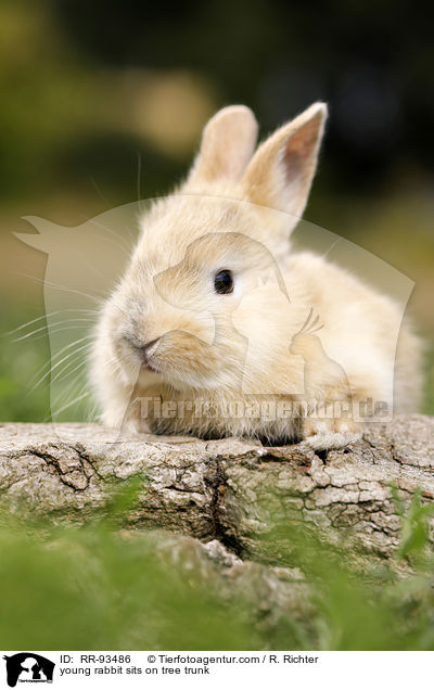 junges Kaninchen sitzt auf Baumstamm / young rabbit sits on tree trunk / RR-93486