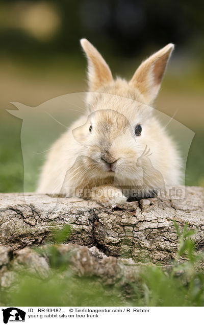 junges Kaninchen sitzt auf Baumstamm / young rabbit sits on tree trunk / RR-93487