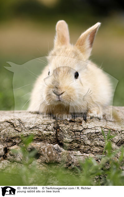 junges Kaninchen sitzt auf Baumstamm / young rabbit sits on tree trunk / RR-93488