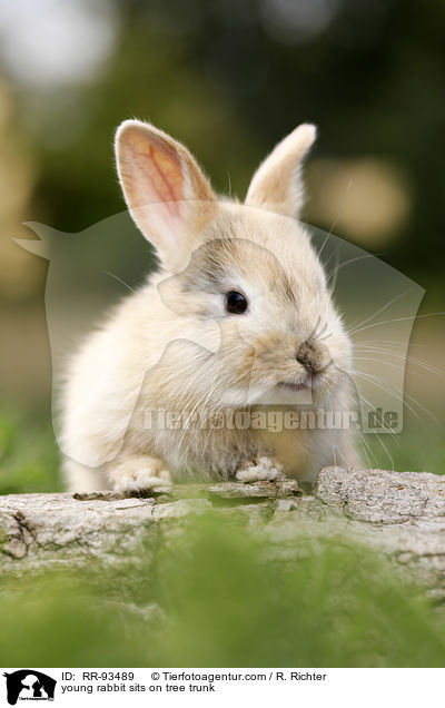 junges Kaninchen sitzt auf Baumstamm / young rabbit sits on tree trunk / RR-93489