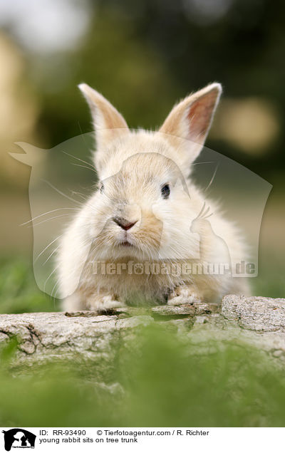 junges Kaninchen sitzt auf Baumstamm / young rabbit sits on tree trunk / RR-93490