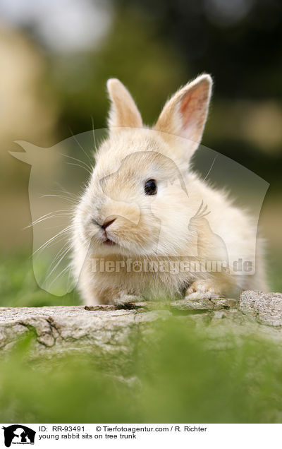 junges Kaninchen sitzt auf Baumstamm / young rabbit sits on tree trunk / RR-93491