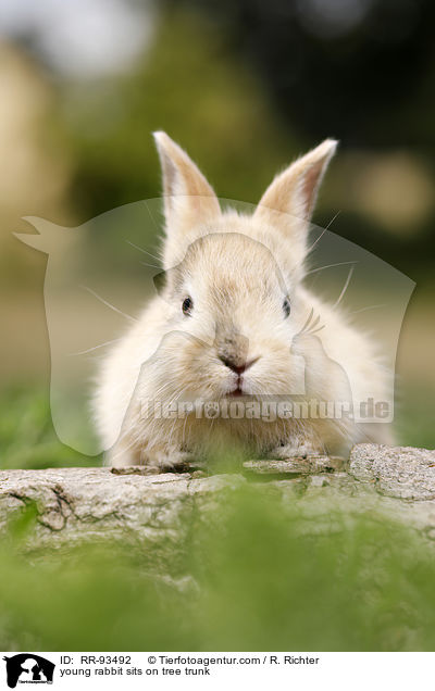 junges Kaninchen sitzt auf Baumstamm / young rabbit sits on tree trunk / RR-93492