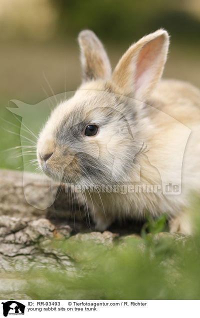 junges Kaninchen sitzt auf Baumstamm / young rabbit sits on tree trunk / RR-93493