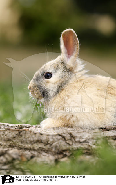 junges Kaninchen sitzt auf Baumstamm / young rabbit sits on tree trunk / RR-93494