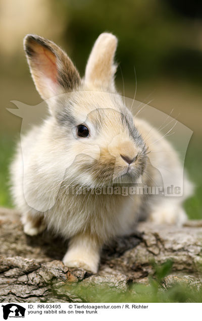 junges Kaninchen sitzt auf Baumstamm / young rabbit sits on tree trunk / RR-93495