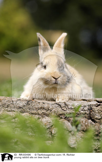 junges Kaninchen sitzt auf Baumstamm / young rabbit sits on tree trunk / RR-93496