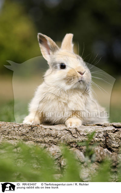 junges Kaninchen sitzt auf Baumstamm / young rabbit sits on tree trunk / RR-93497
