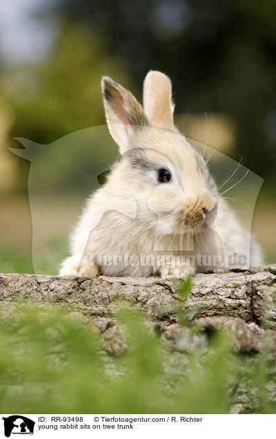 junges Kaninchen sitzt auf Baumstamm / young rabbit sits on tree trunk / RR-93498