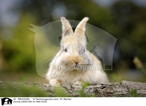 junges Kaninchen sitzt auf Baumstamm / young rabbit sits on tree trunk / RR-93499