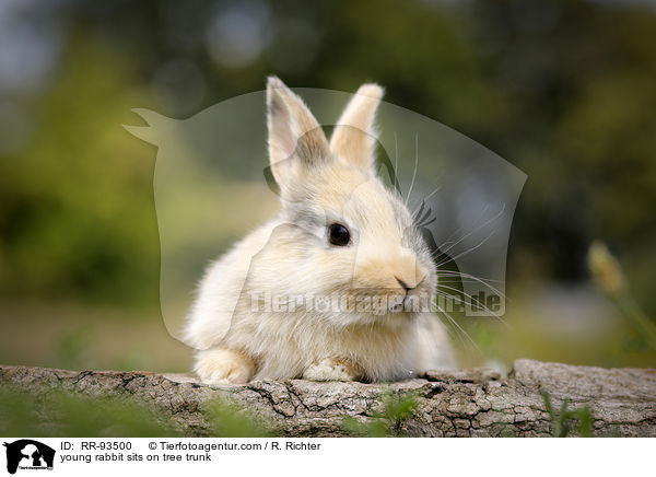 junges Kaninchen sitzt auf Baumstamm / young rabbit sits on tree trunk / RR-93500