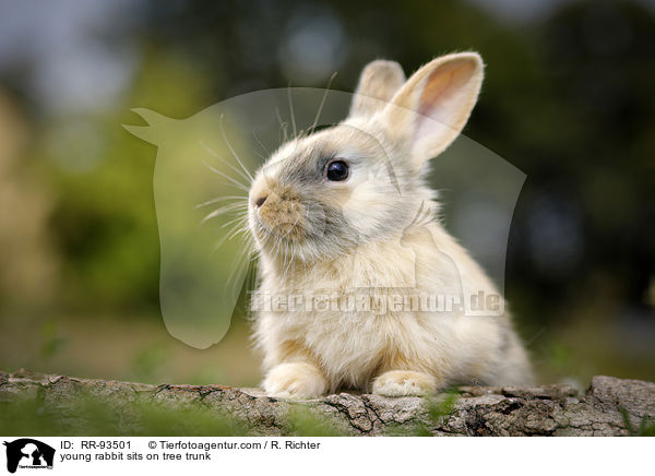 junges Kaninchen sitzt auf Baumstamm / young rabbit sits on tree trunk / RR-93501