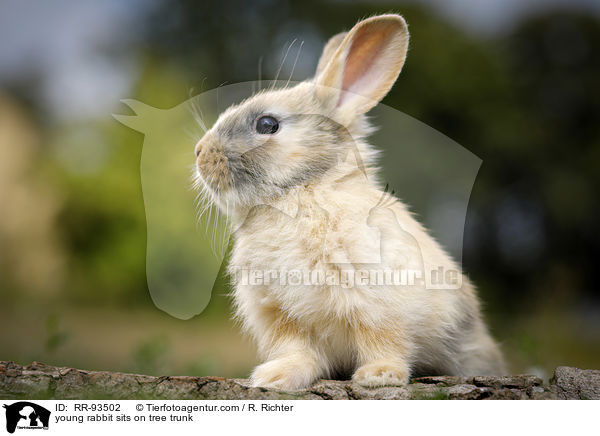 junges Kaninchen sitzt auf Baumstamm / young rabbit sits on tree trunk / RR-93502