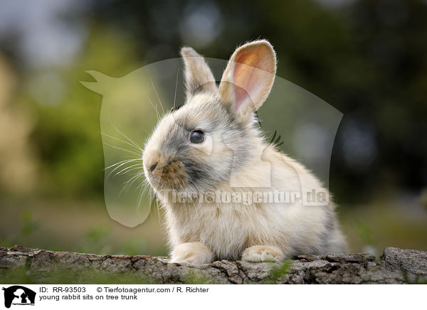 junges Kaninchen sitzt auf Baumstamm / young rabbit sits on tree trunk / RR-93503