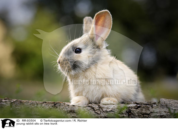 junges Kaninchen sitzt auf Baumstamm / young rabbit sits on tree trunk / RR-93504
