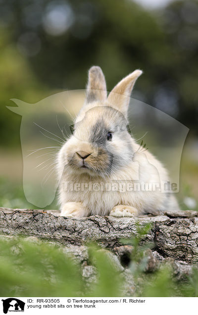 junges Kaninchen sitzt auf Baumstamm / young rabbit sits on tree trunk / RR-93505