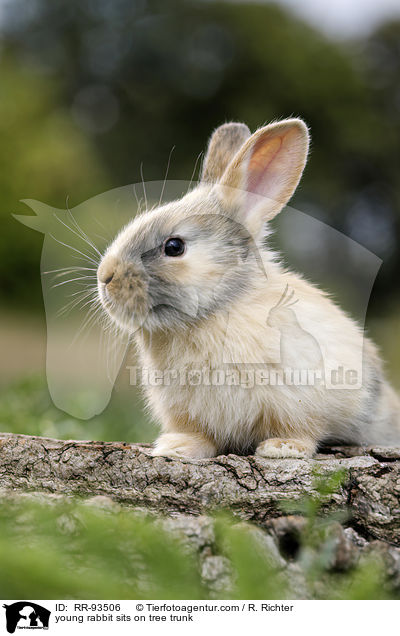 junges Kaninchen sitzt auf Baumstamm / young rabbit sits on tree trunk / RR-93506