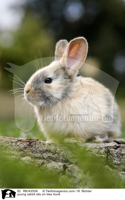 junges Kaninchen sitzt auf Baumstamm / young rabbit sits on tree trunk / RR-93508